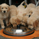 Imagen para el artículo titulado Estados Unidos vincula estas 16 marcas populares de comida para perros a la enfermedad cardíaca canina